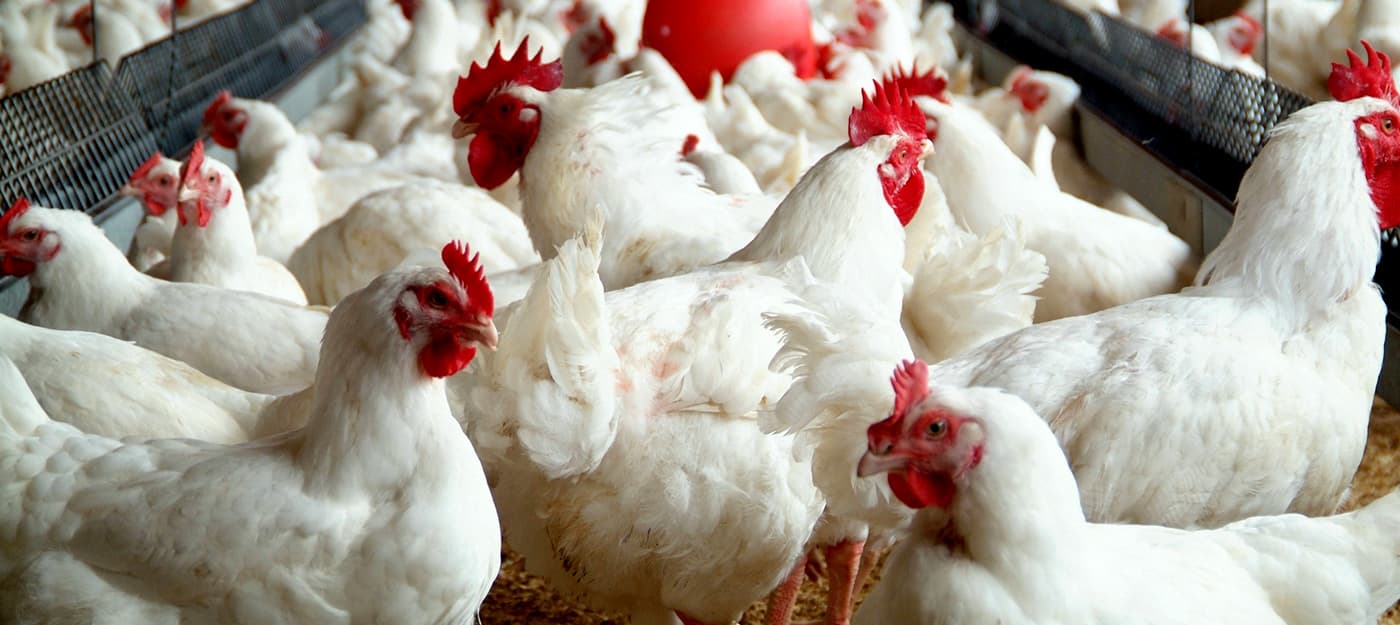 Broiler Chicken