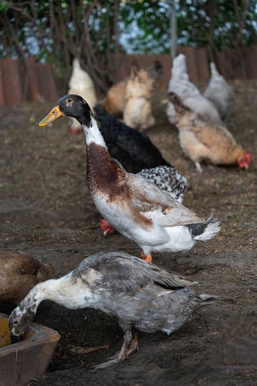 Duck (Duckfowl)