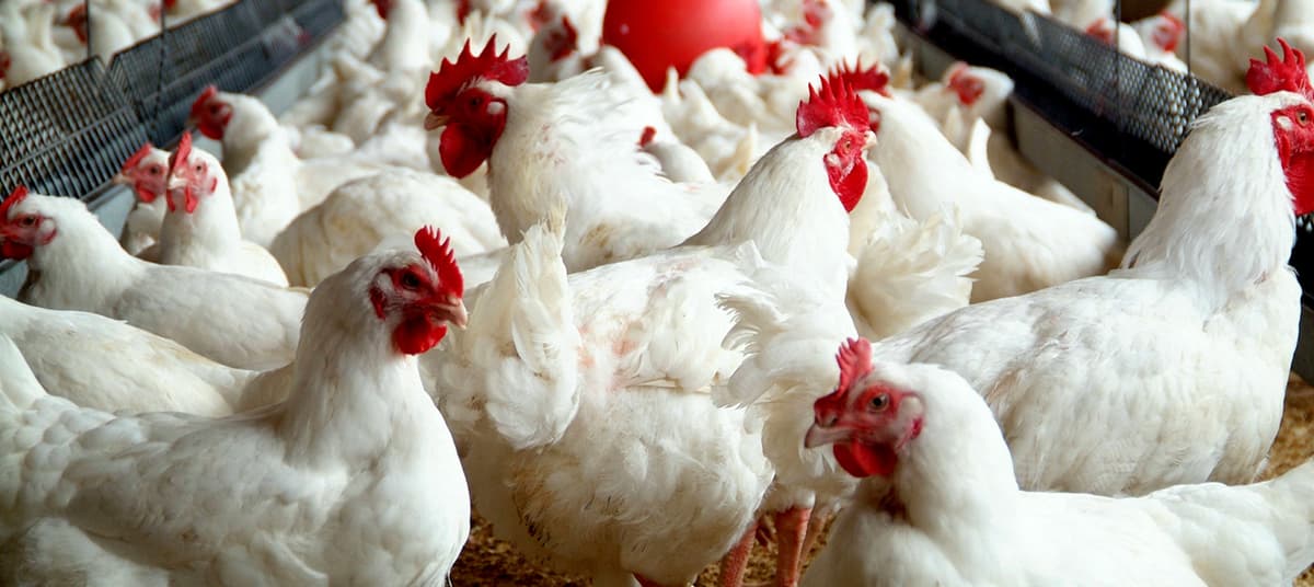 Broiler Chicken