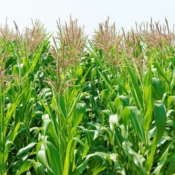 Integrated farm operations at Denisco Global Agriculture Limited